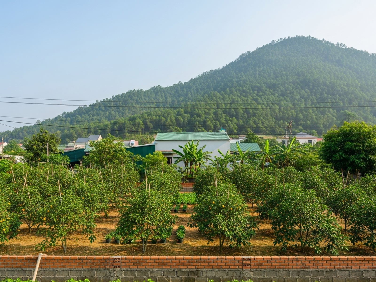 Nhà vườn chân núi Tam Đảo, khuôn viên hơn 1.200 m² — ảnh 3